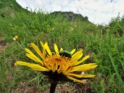 41 Cryptocephalus sericeus ospite di bel fiore giallo